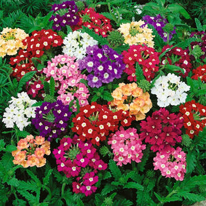 Verbena Ideal Florist Mixed -Biocarve