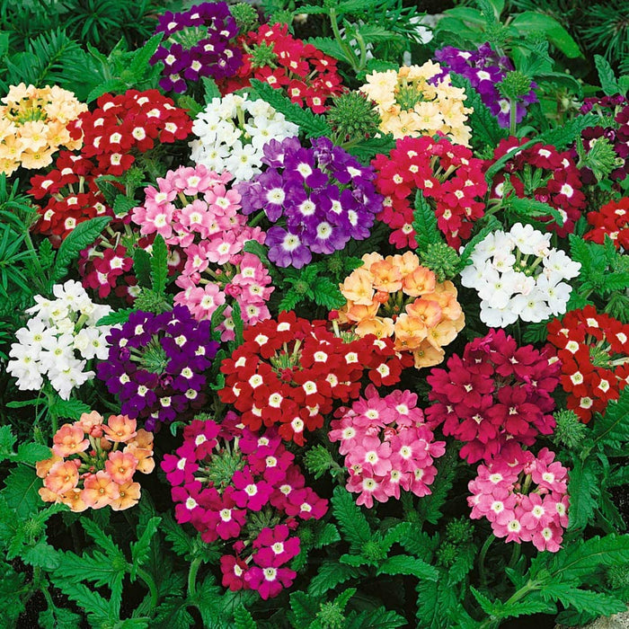 Verbena Ideal Florist Mixed -Biocarve