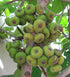 Fig Saplings - SK Organic Farms
