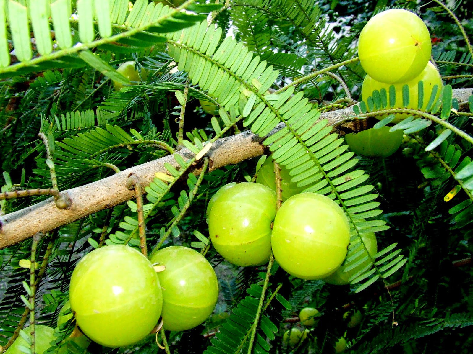 Amla Saplings - Forest - SK Organic Farms