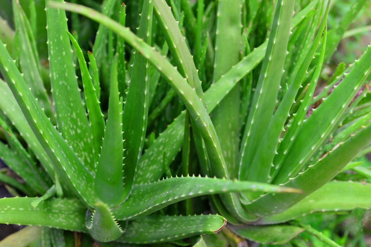 Aloe Vera - Saplings