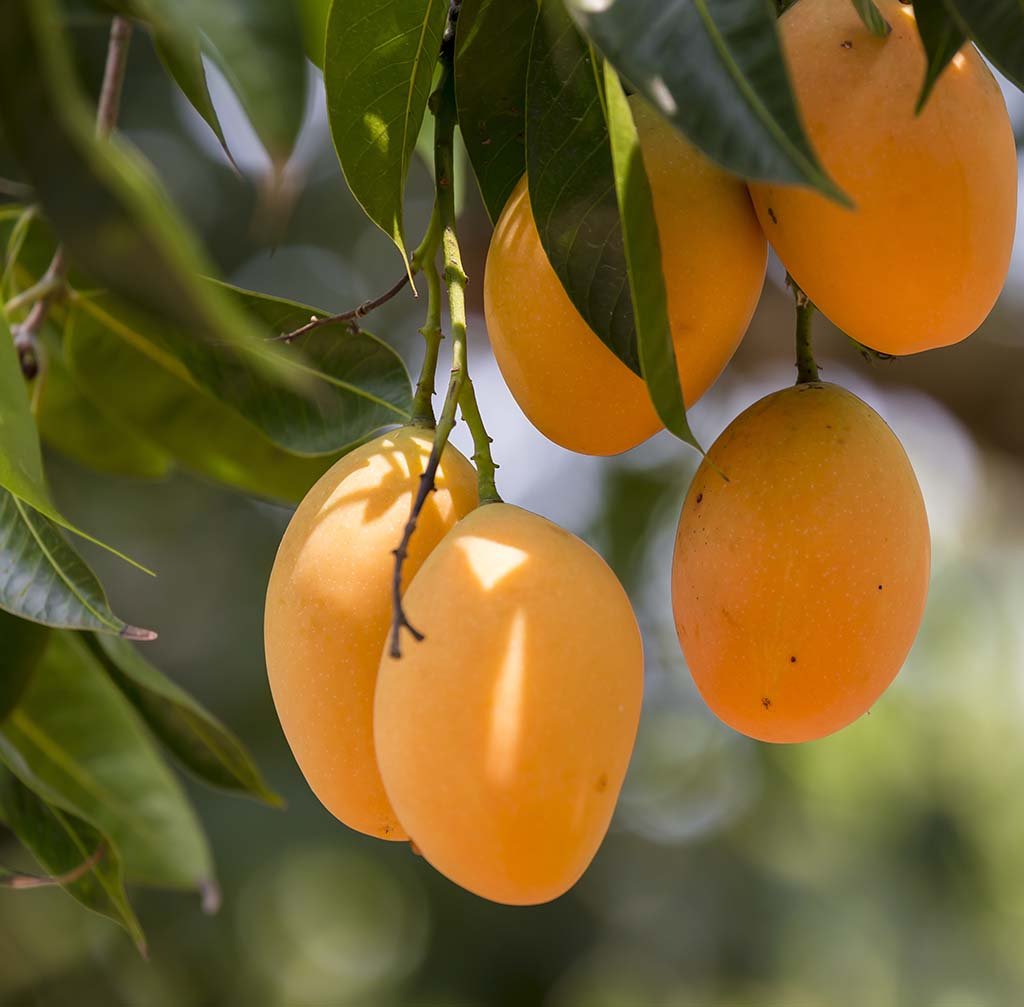 Alphonso Mango Saplings