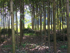 TREE SEEDS - Australian teak