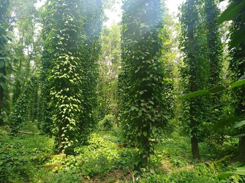 TREE SEEDS - Australian teak