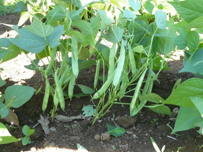 Garden Ready Vegetable Plants - Broad Bean Bush