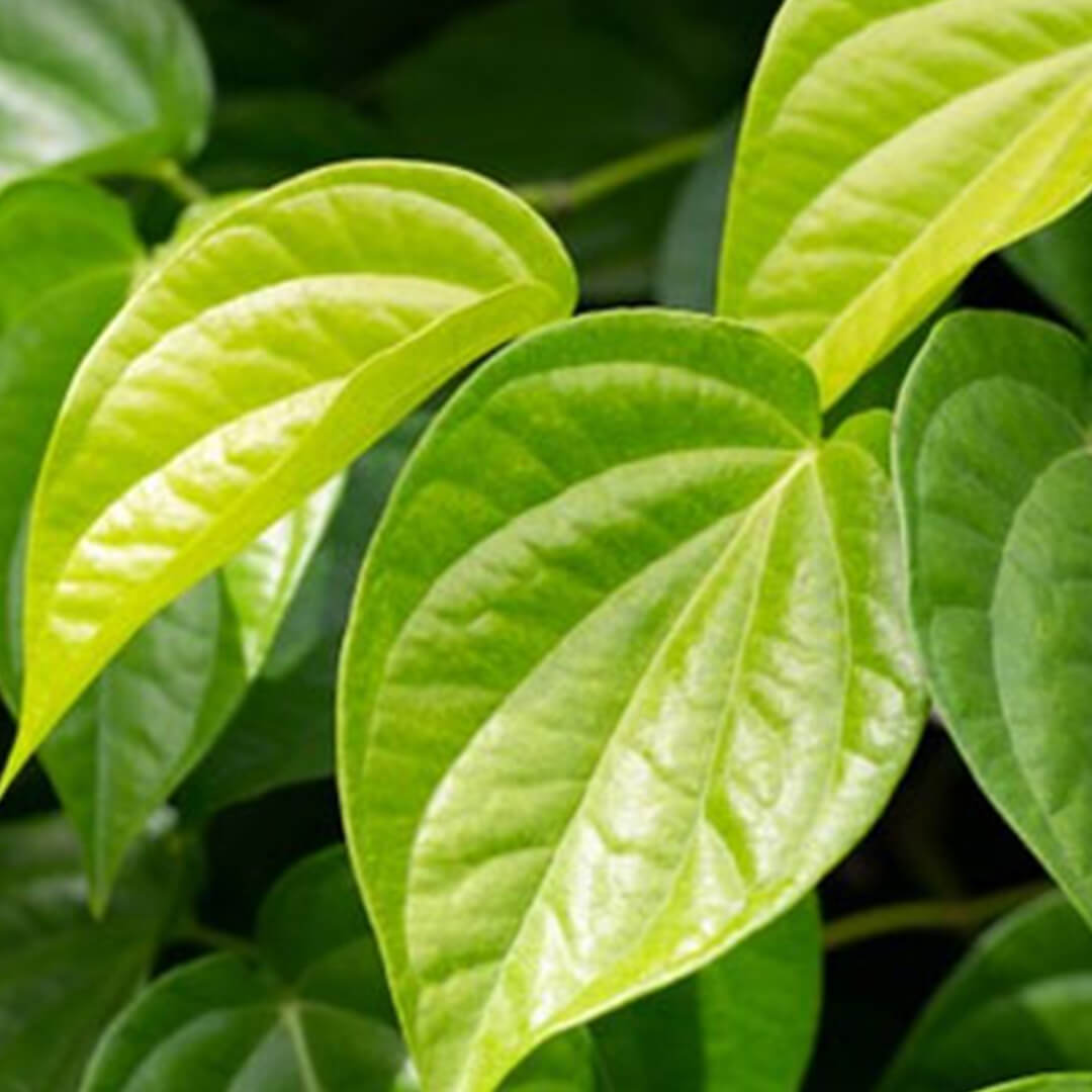 Betel leaves - Saplings