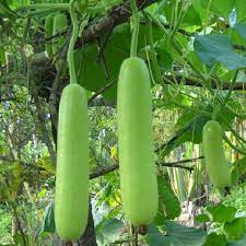 Bottle Gourd - Long/Small/Kumba