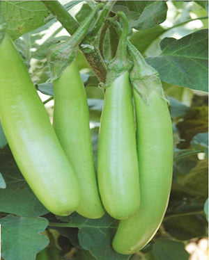 Brinjal Seeds - Country