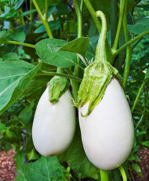 Brinjal Seeds - Country