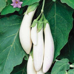 F1 Hybrid Brinjal long (White)