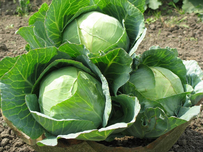 Garden Ready Vegetable Plants - Cabbage
