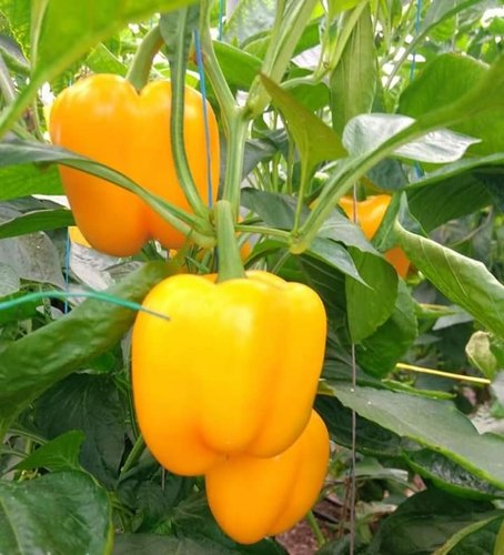 F1 Hybrid Capsicum (Yellow)