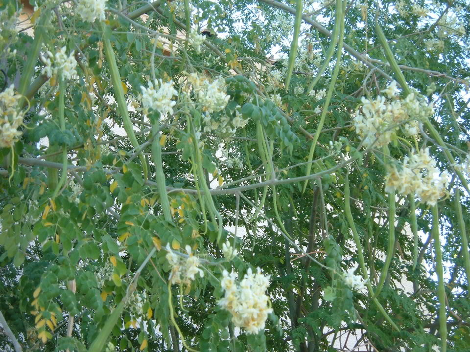 Moringa (Chedi Murungai)