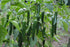 Chilly Saplings