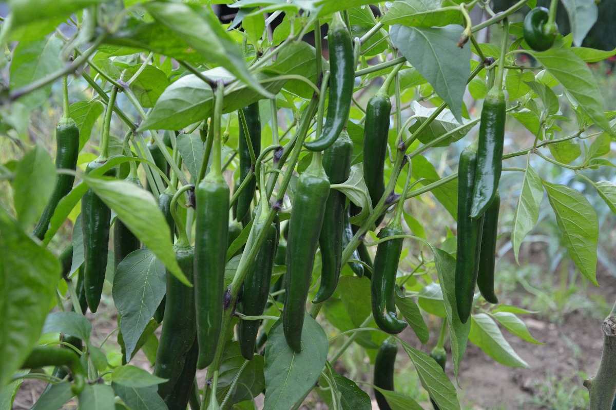 Garden Ready Vegetable Plants - Chilly