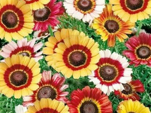Chrysanthemum Carinatum Mix -Biocarve