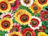 Chrysanthemum Carinatum Mix -Biocarve