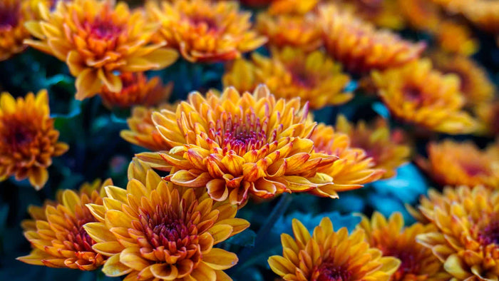 Chrysanthemum