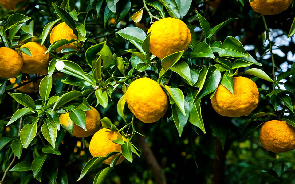 Citron Fruit Saplings