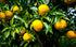 Citron Fruit Saplings