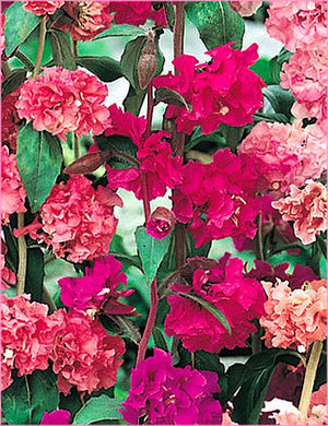 Clarkia Mix -Biocarve
