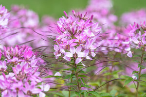 Clome (Spider Flower)