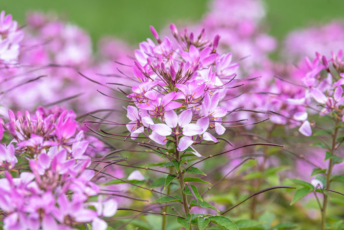 Clome (Spider Flower)