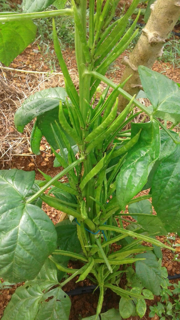 Cluster Beans