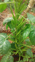 Cluster Beans- Kothavarai
