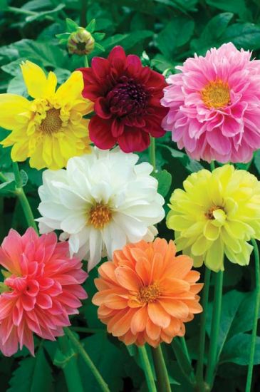 Dahlia Double Mix