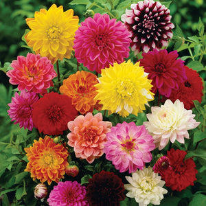 Dahlia Top Star Mix -Biocarve