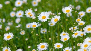 Daisy