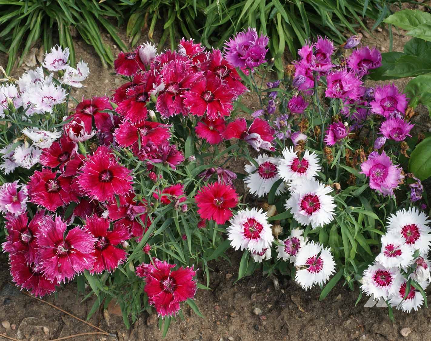 Dianthus Baby Doll Mix -Biocarve