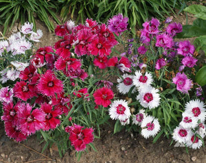 Dianthus Baby Doll Mix -Biocarve