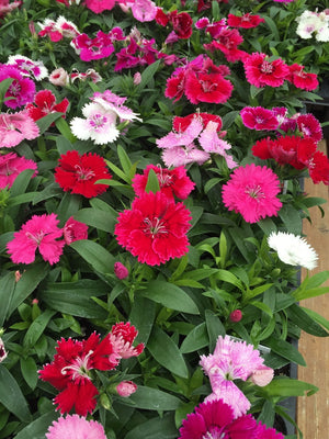 Dianthus Ideal Select Mix -Biocarve