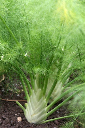 Fennel Florance