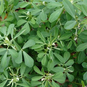 Venthayam - Fenugreek - Methi seeds