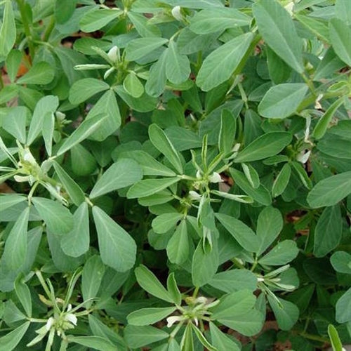 Venthayam - Fenugreek - Methi seeds