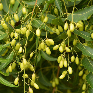 TREE SEEDS - Forest Neem - Melia dubia