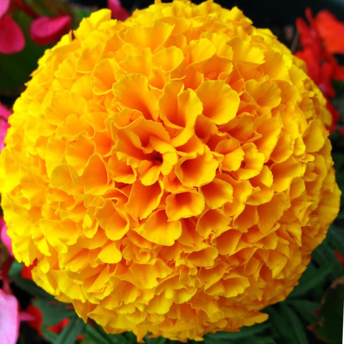 French Marigold Yellow -Biocarve