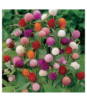 Gomphrena Choice Mixed (globosa) - Biocarve
