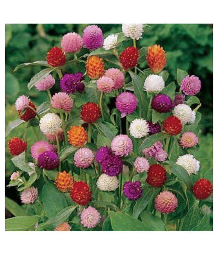 Gomphrena Choice Mixed (globosa) - Biocarve