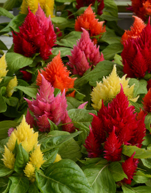 HYB - Celosia Icecream Series 20Sds ( PanAm)