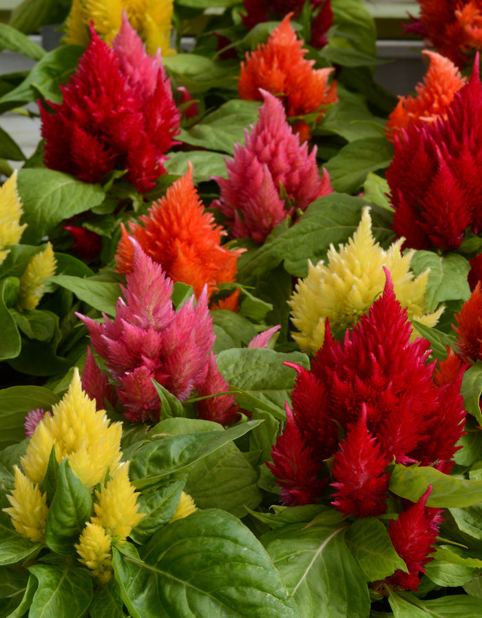 HYB - Celosia Icecream Series 20Sds ( PanAm)