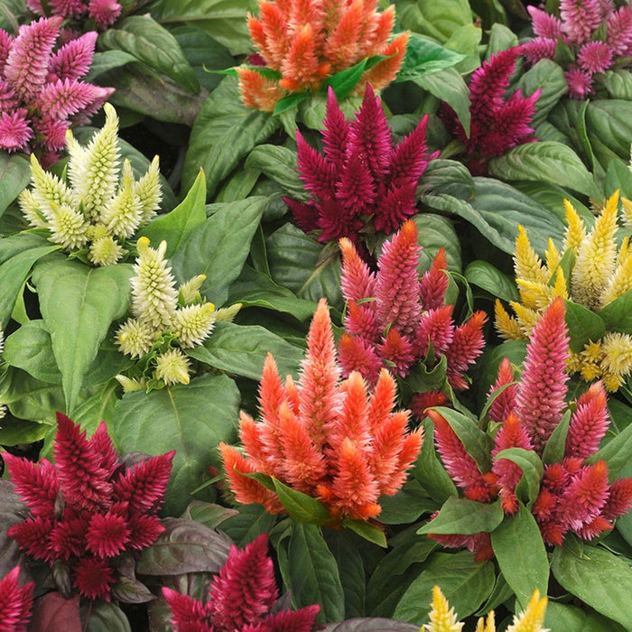 HYB - Celosia Kosmo Series 10 Sds (PanAm )