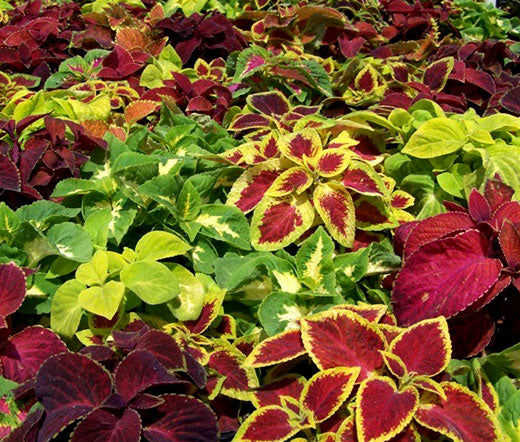 HYB- Coleus Wizard Mix Select 50Sds (PanAm)