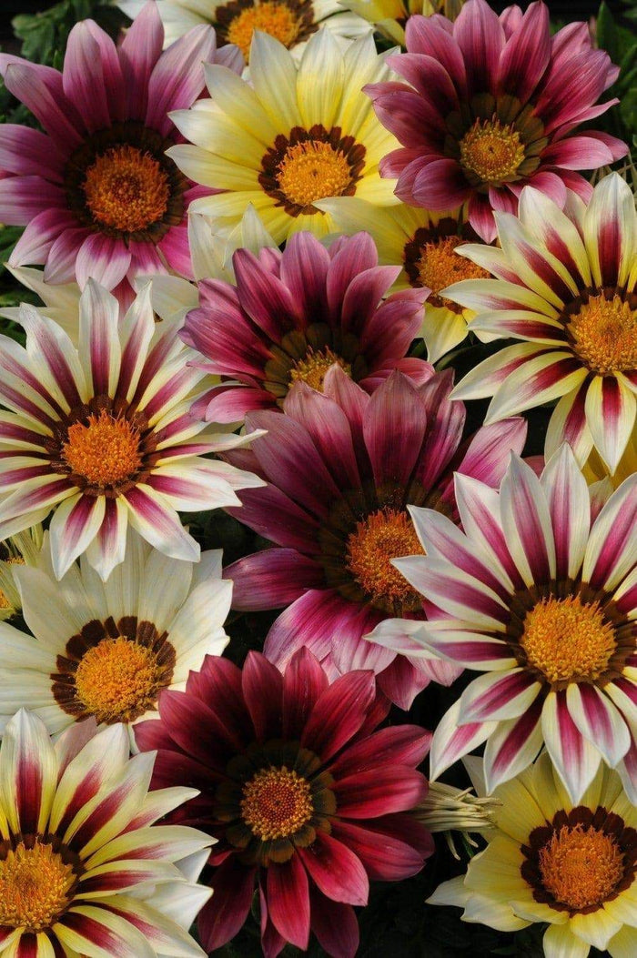 HYB-Gazania F1 New Day Series 20Sds( PanAm )