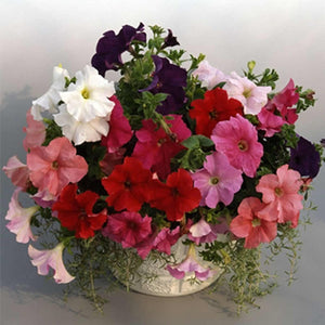 HYB - Petunia Supercascade Series 100 Sds(PanAm)