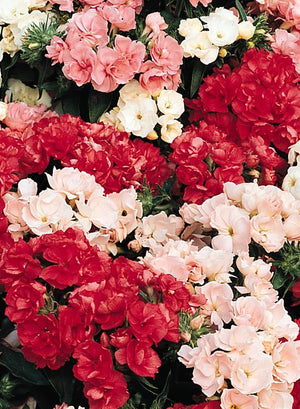 HYB - Phlox Promise Mix 50 Sds PanAm
