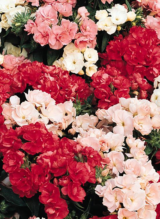 HYB - Phlox Promise Mix 50 Sds PanAm